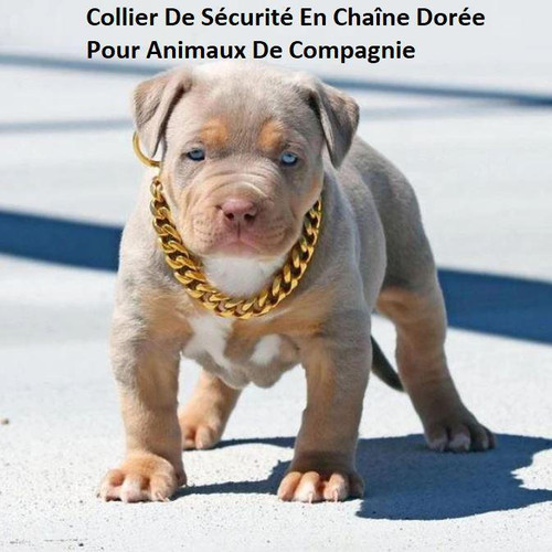 Collier De Sécurité En Chaîne Dorée Pour Chien et Chat