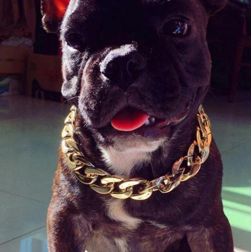 Collier De Sécurité En Chaîne Dorée Pour Chien et Chat