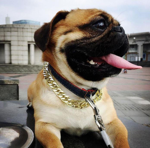 Collier De Sécurité En Chaîne Dorée Pour Chien et Chat