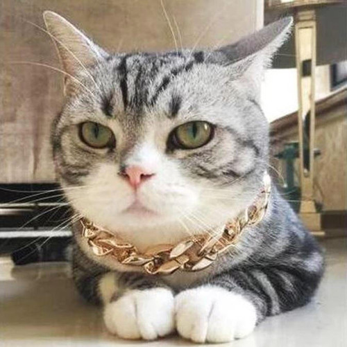 Collier De Sécurité En Chaîne Dorée Pour Chien et Chat