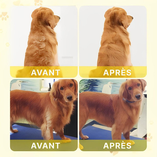 Brosse Pour Chat Et Chien à Vapeur