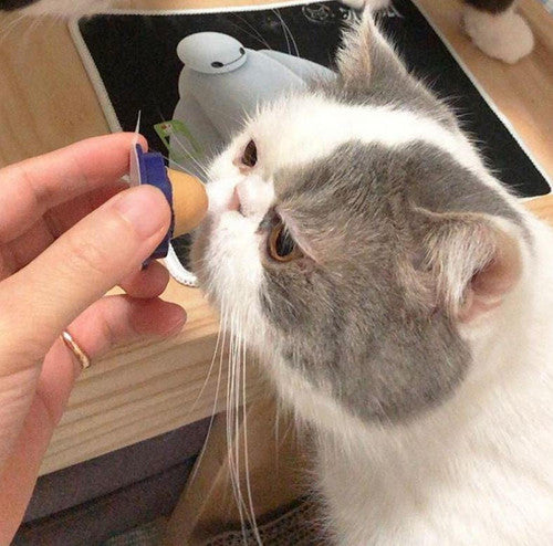 Friandise Pour Chat