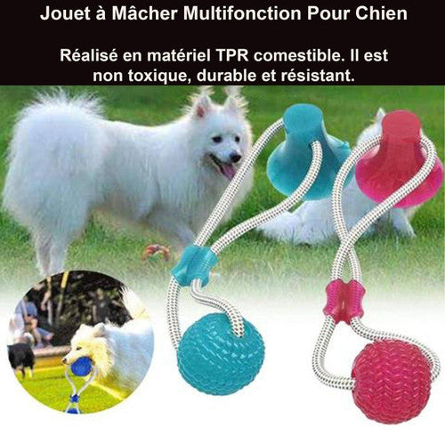 Jouet à Mâcher Spécial Molaire Flexible pour Chien