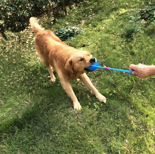 Jouet à Mâcher Spécial Molaire Flexible pour Chien