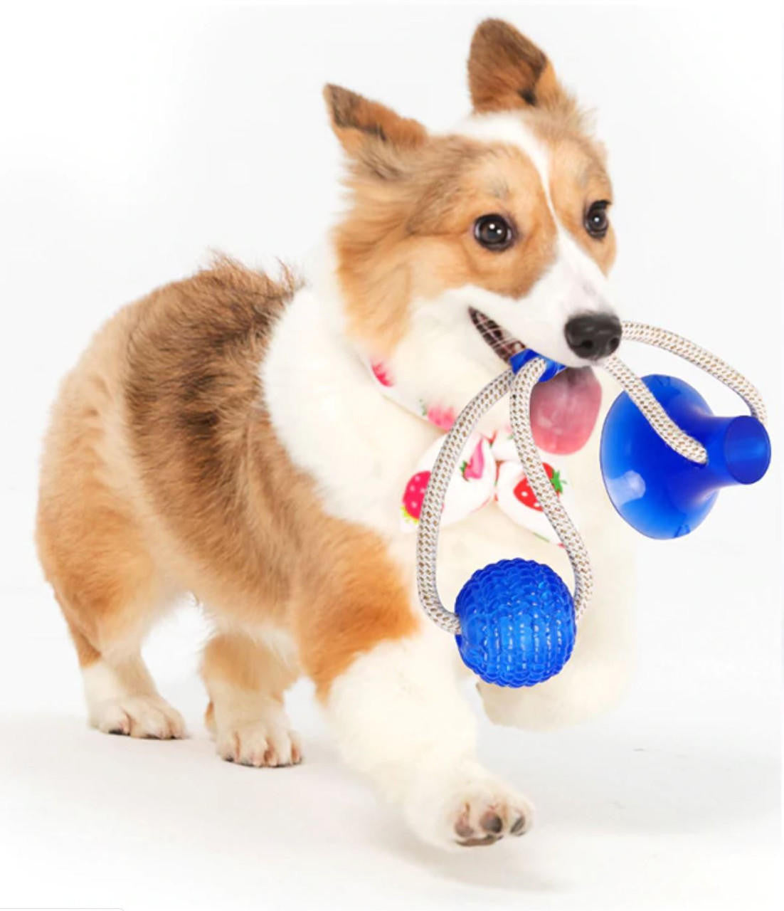 Jouet à Mâcher Spécial Molaire Flexible pour Chien