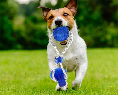 Jouet à Mâcher Spécial Molaire Flexible pour Chien