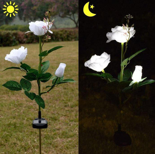 Rose Lumineuse Solaire