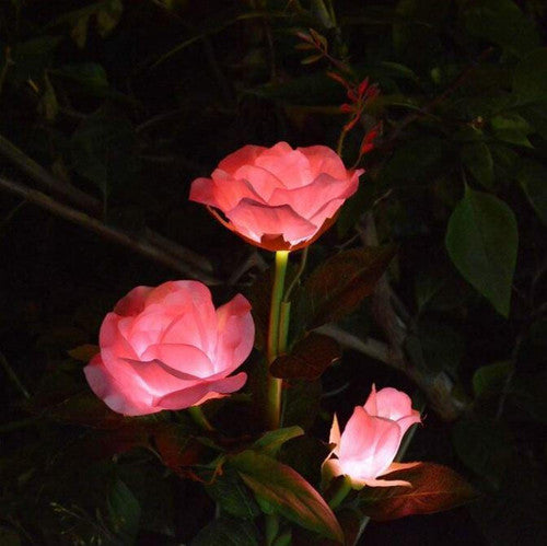 Rose Lumineuse Solaire