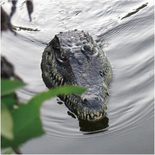 Tête De Crocodile Avec Télécommande