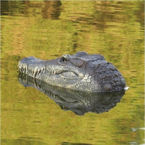 Tête De Crocodile Avec Télécommande