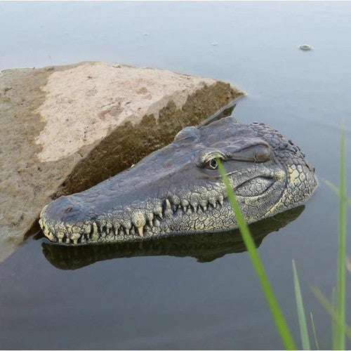Tête De Crocodile Avec Télécommande