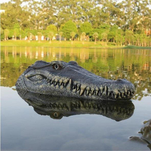 Tête De Crocodile Avec Télécommande
