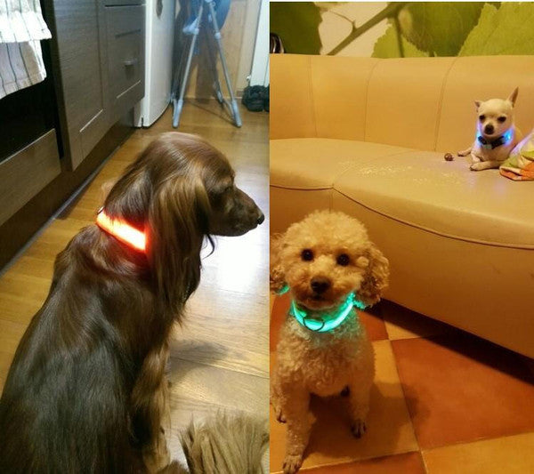Collier Lumineux Pour Chien