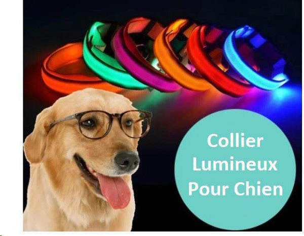 Collier Lumineux Pour Chien