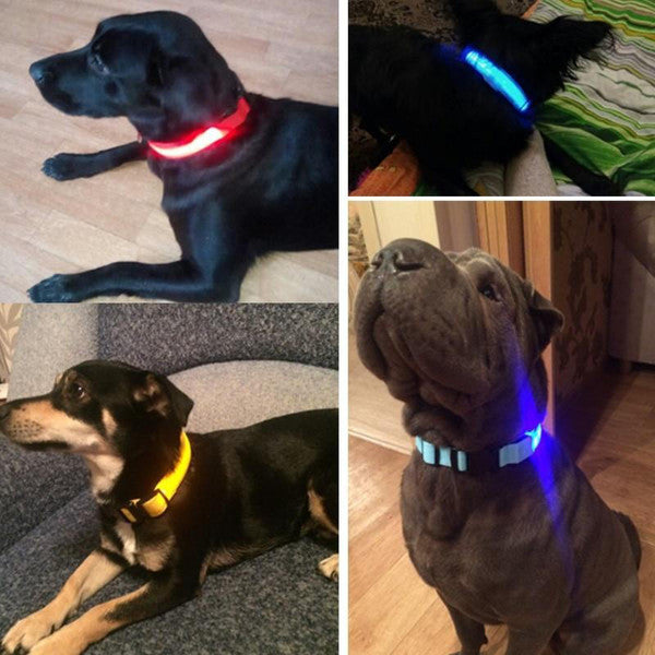 Collier Lumineux Pour Chien