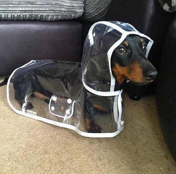 Imperméable Transparent Pour Chien
