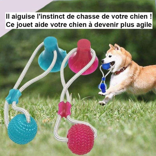 Jouet à Mâcher Spécial Molaire Flexible pour Chien