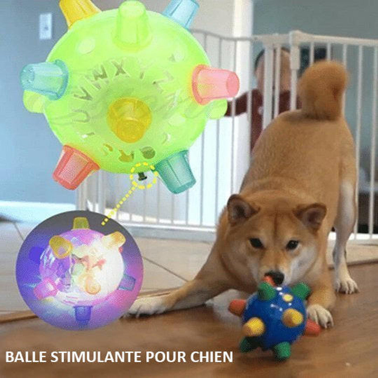 Balle rebondissante chien Eyenimal Paw Ball • Jouets pour chiens